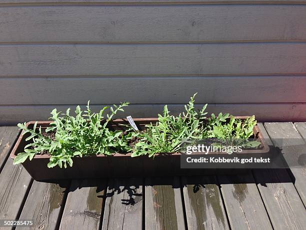 Rucola salad in box on patio.