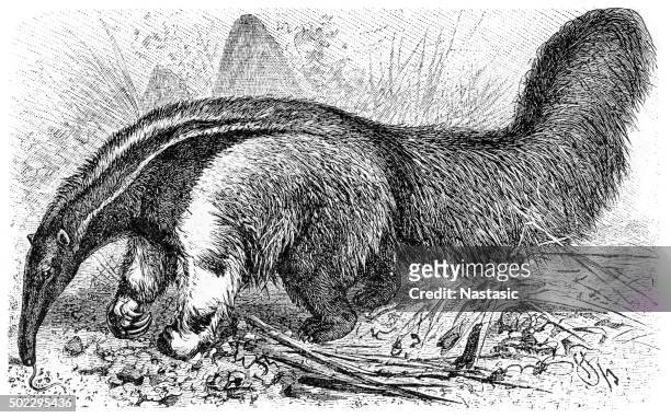 ilustraciones, imágenes clip art, dibujos animados e iconos de stock de oso hormiguero gigante (myrmecophaga tridactyla - oso hormiguero gigante