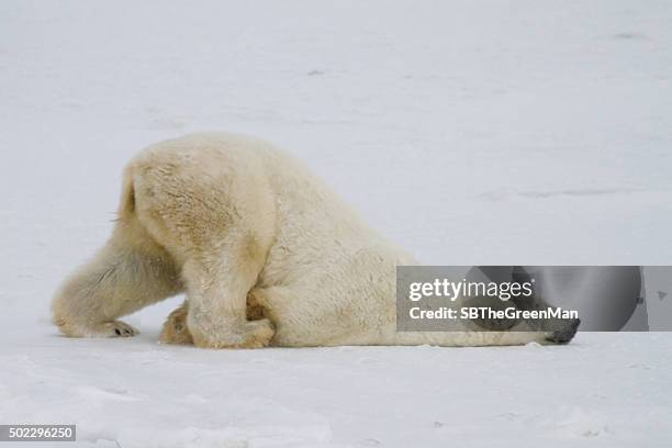 polar bear slide