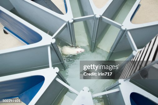 Labor white rat im Wasser Radiale maze ". Verhalten-Erlebnis Labor white rat im Wasser Radiale maze ". Verhalten-Erlebnis