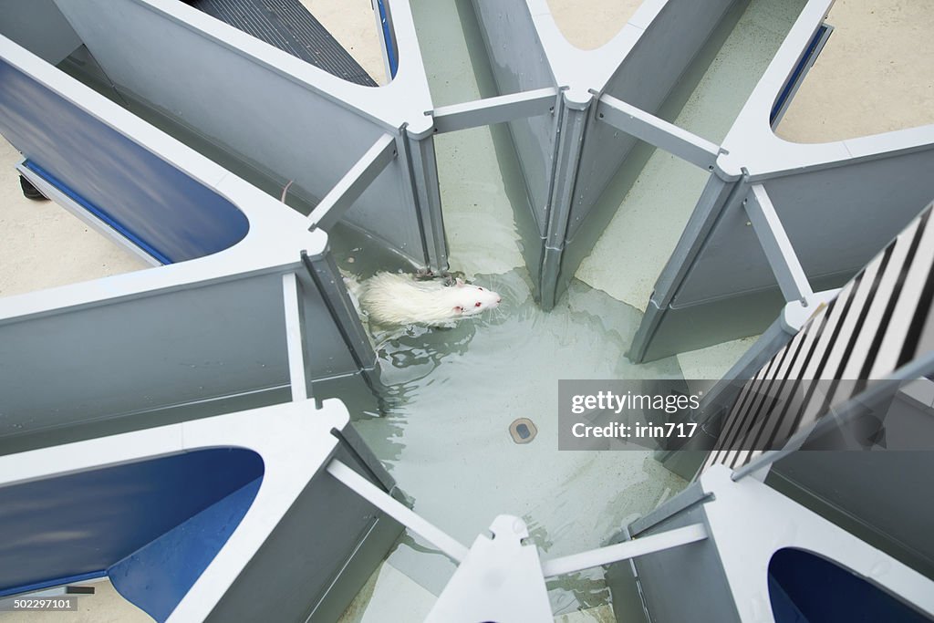 Laboratory white rat in the water radial maze. Behavioral experi