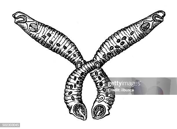 Ilustraciones de Parasitos - Getty Images Ilustraciones de Parasitos - Getty Images