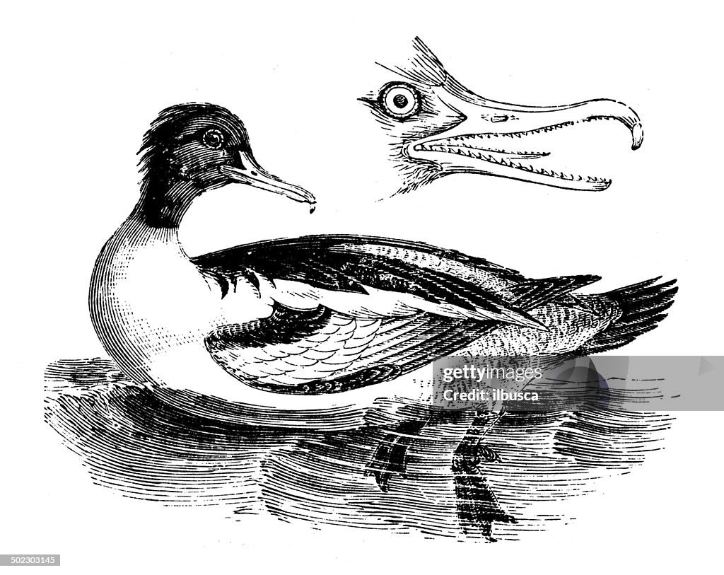 Antique illustration of common merganser or goosander (Mergus merganser)