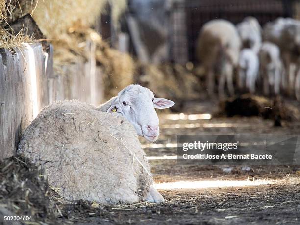 stretched out sheep resting, enclosed in a corral of a farm - weißes dickhornschaf stock-fotos und bilder