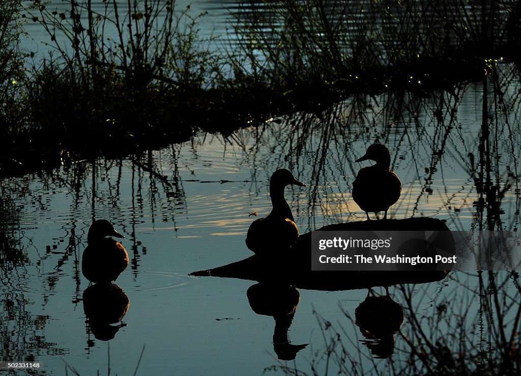 Weather Features of Ducks at Lake Needwood