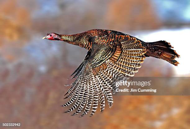 Turkey In Flight Wild Turkey Flying Photos and Premium High Res Pictures - Getty Images
