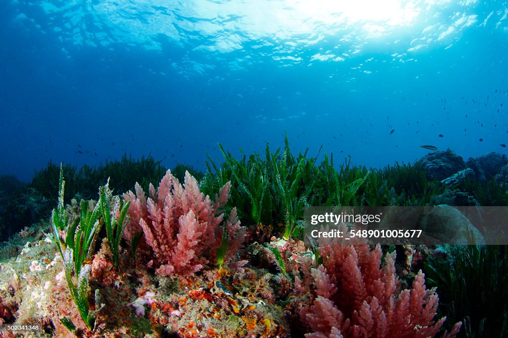 Algae and seagrass