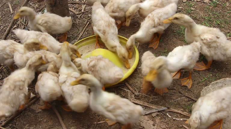 Spring Farm Sad 209 Sad Farm Animals Stock Videos, Footage, & 4K Video Clips - Getty Images