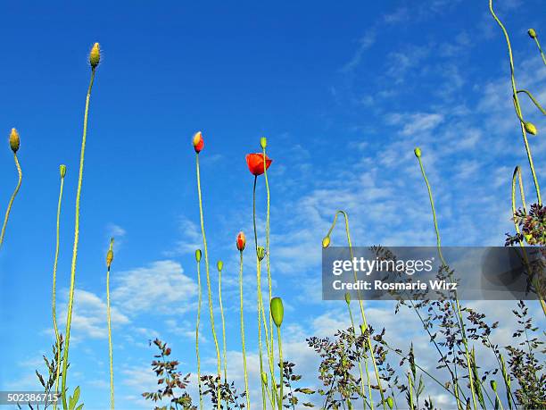 poppies in the sky - tall poppy stock pictures, royalty-free photos & images