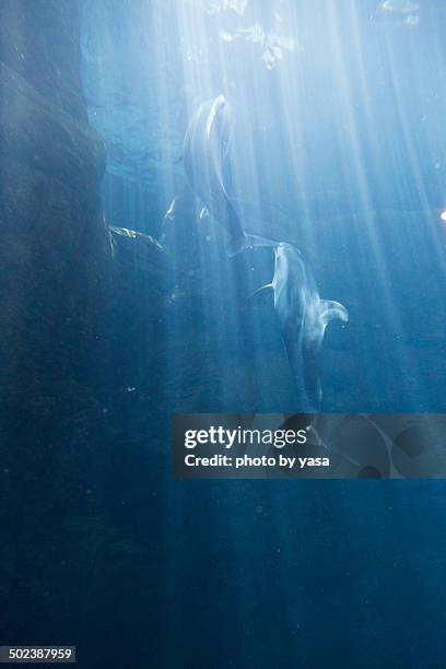 pacific white-sided dolphin - pacific white sided dolphin stock pictures, royalty-free photos & images