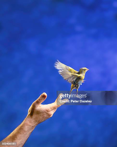 hand releasing bird - canarino delle isole canarie foto e immagini stock