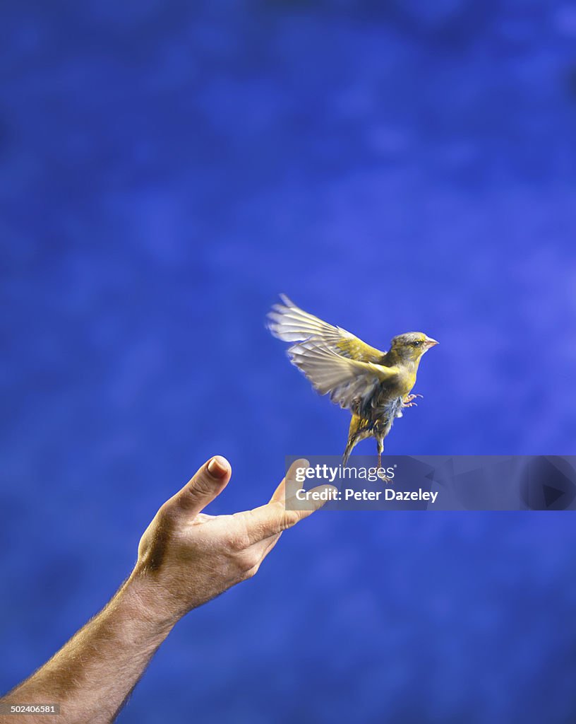 Hand releasing bird