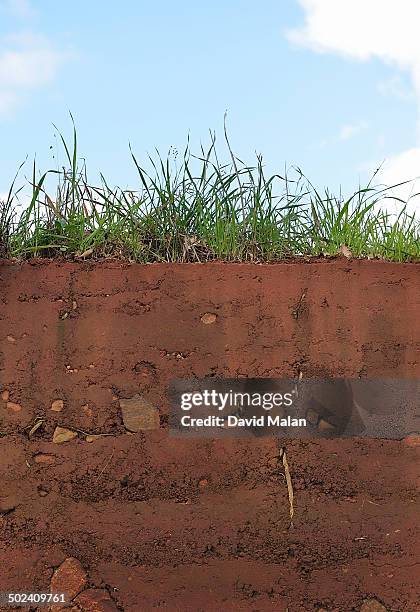 cross section of soil showing some grass roots - cross section stock-fotos und bilder
