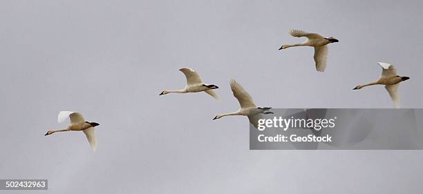 tundra swans, cygnus columbianus - cygnus columbianus stock pictures, royalty-free photos & images