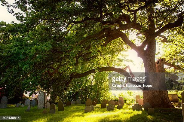 graveyard and tree - salem massachusetts stock pictures, royalty-free photos & images
