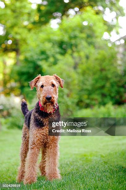 airedale terrier dog standing in the grass - airedale terrier stock pictures, royalty-free photos & images