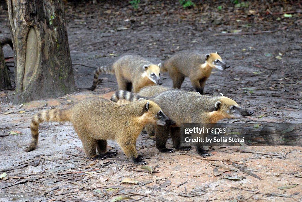 Group of curious coatis