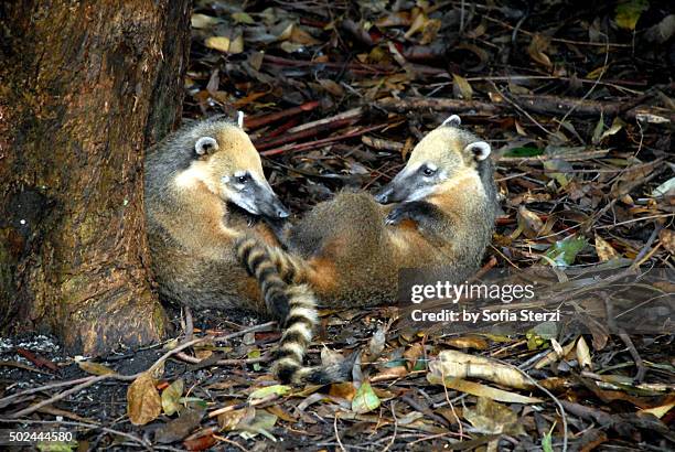 couple of coatis - coati stock-fotos und bilder