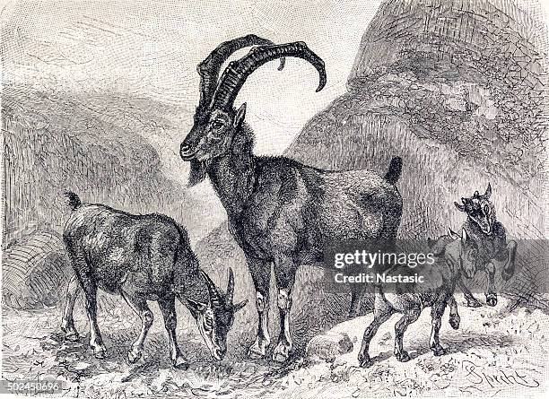 ilustraciones, imágenes clip art, dibujos animados e iconos de stock de cabra silvestre - ibex mountain goat