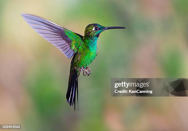 hummingbird , green-crowned brilliant - hummingbird stock pictures, royalty-free photos & images