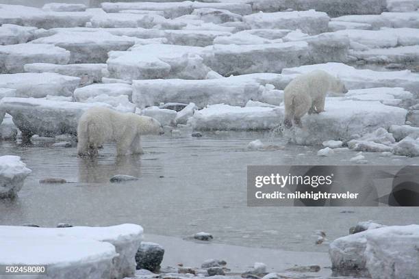 wild polar bear paar spaziergang broken-hudson bay manitoba - hudson bay stock-fotos und bilder