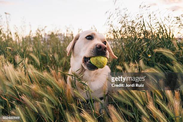 yellow labrador playing with a tennis ball - labrador dourado imagens e fotografias de stock