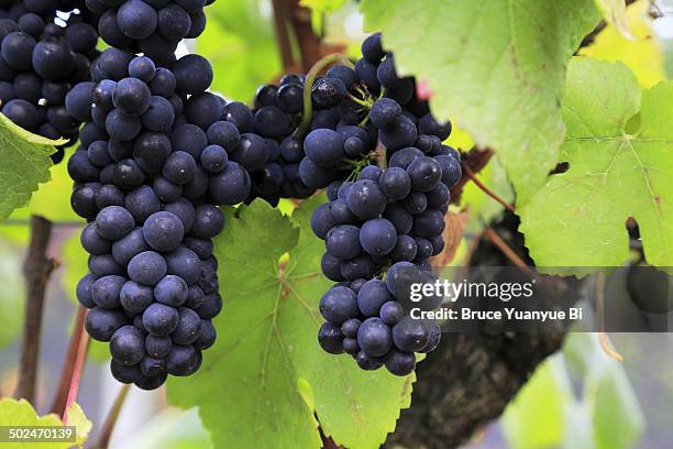 red wine grape variety of pinot noir - klimplant stockfoto's en -beelden