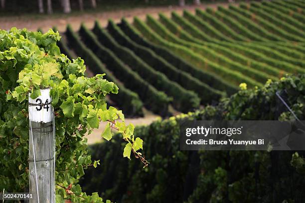 view of a vineyard - australian vinyards stock-fotos und bilder