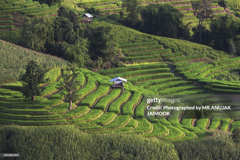 Angami Terrace Rice Chiang Mai Rice Terrace At Pongbiang Villange High-Res Stock Photo ...