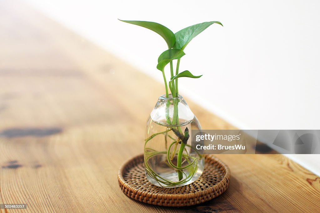 Golden pothos in bottle for decoration