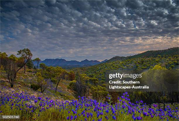 Flinders Ranges Spring 65 Flinders Region Stock Photos, High-Res Pictures, and Images - Getty ...