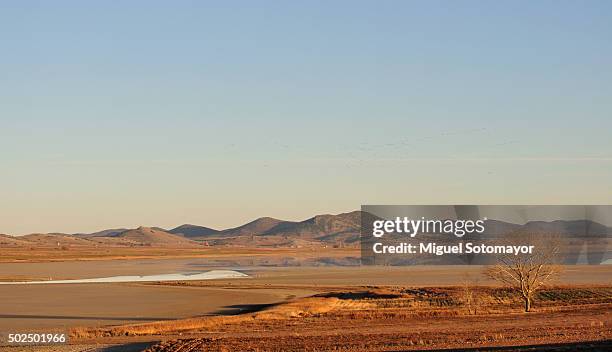 gallocanta lagoon - laguna fotografías e imágenes de stock