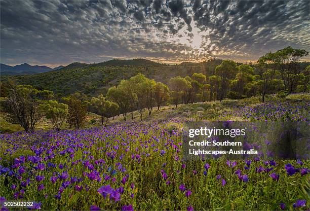Flinders Ranges In Spring Australian National Flower Photos and Premium High Res Pictures - Getty ...