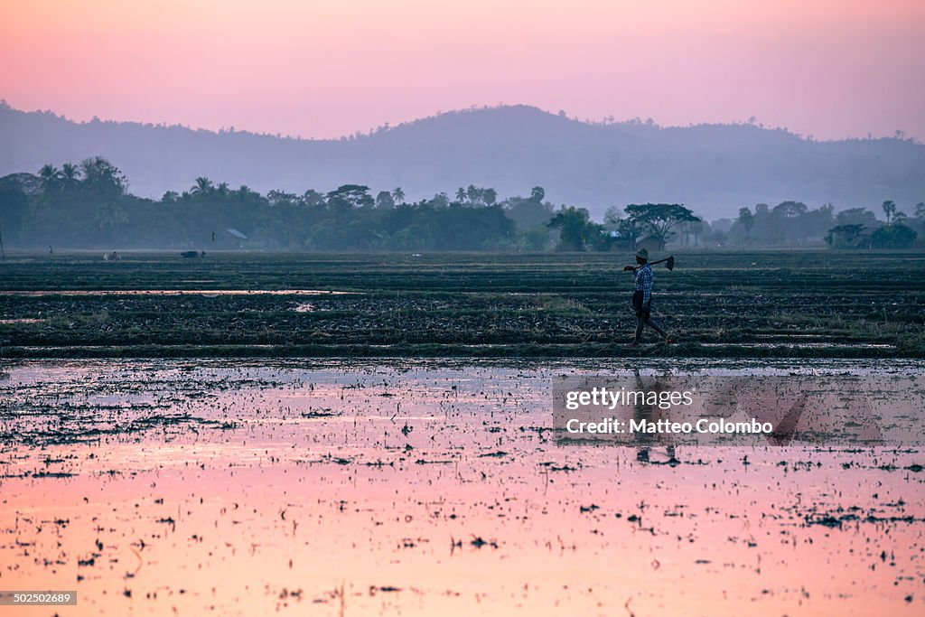 Worker in rice paddy at sunset, Shan state, Burma