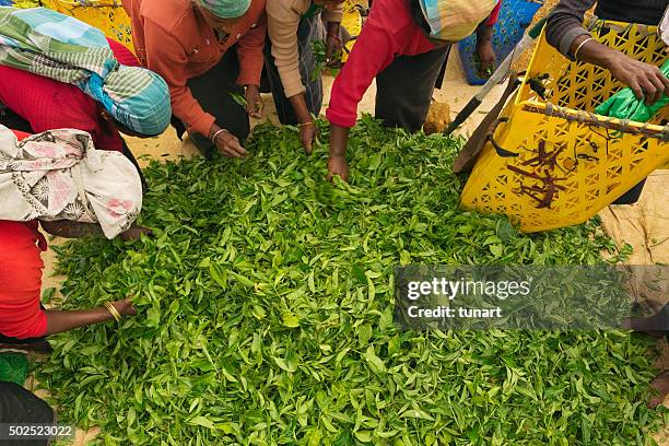 female workers in tea plantations of sri lanka - labor intensive production line stock pictures, royalty-free photos & images