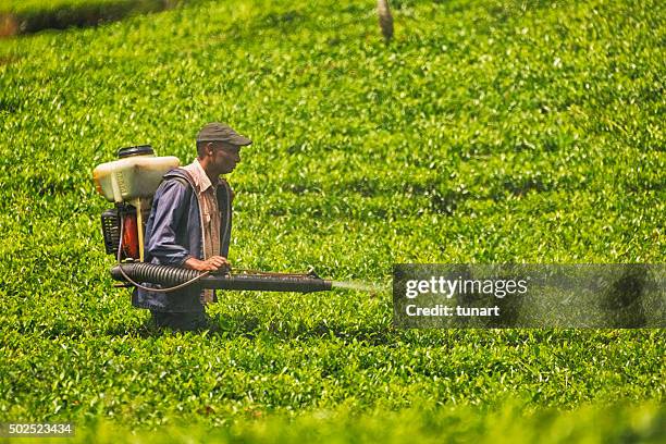 agricultural spraying in tea plantations of sri lanka - arbeidsintensieve productie stockfoto's en -beelden