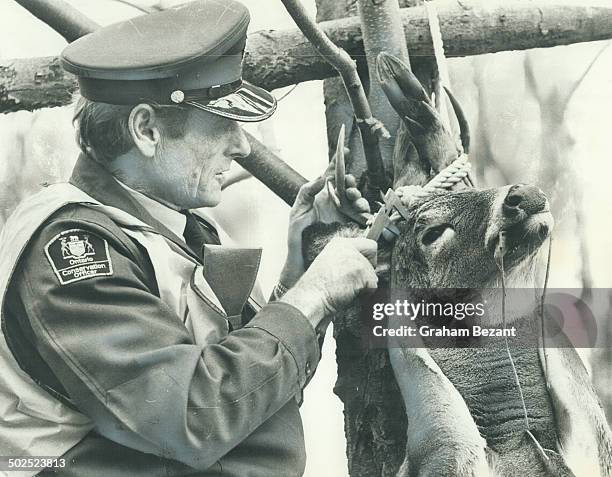 Antlers of dead deer at hunting camp are checked by John Macfie; Parry Sound wildlife supervisor; Readers below charge that earlier article pictured...