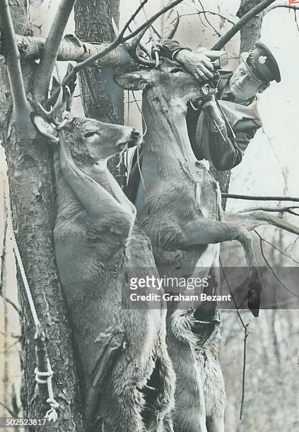 Gutted Carcases of deer hanging at a hunters' camp are inspected by John Macfie; Parry Sound wildlife supervisor. Once an ardent hunter; he no longer...