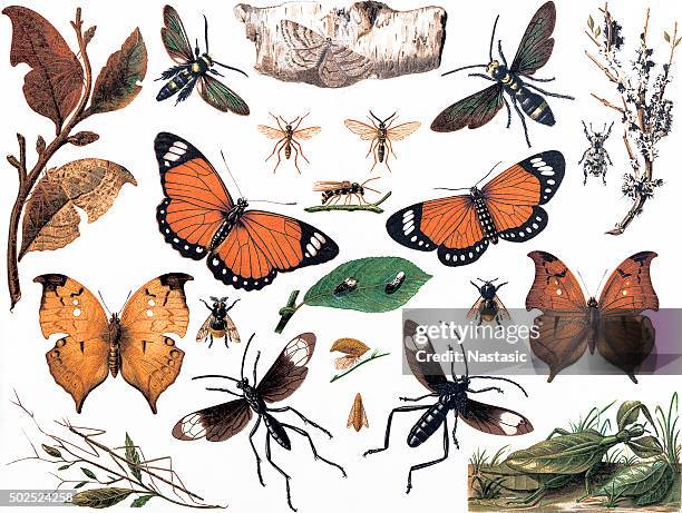 imitative insects - live oak stock illustrations