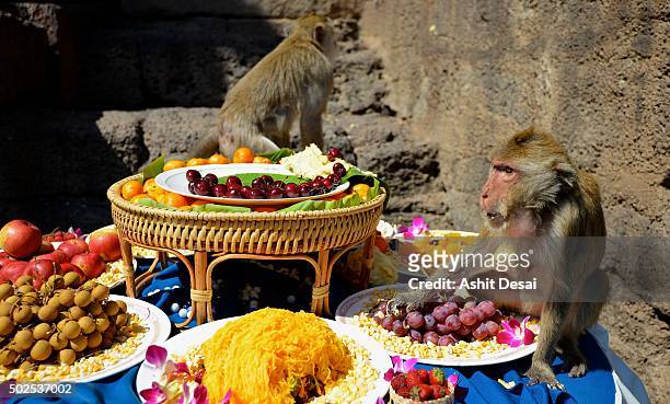 394 Monkey Buffet Photos and Premium High Res Pictures - Getty Images