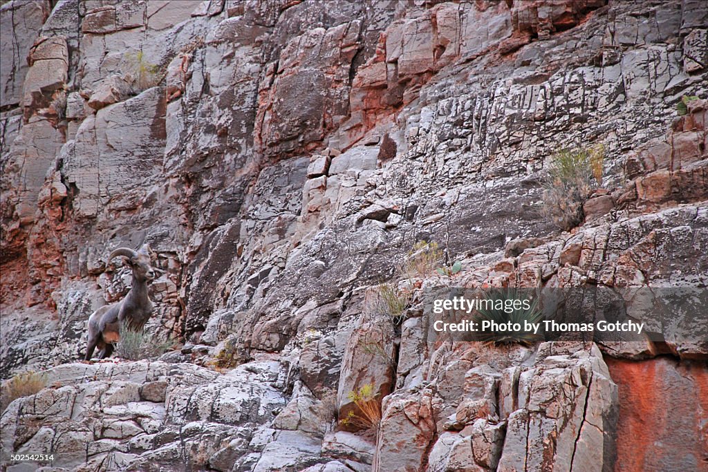 Desert Bighorn, Colorado River, Grand Canyon National Park, Arizona