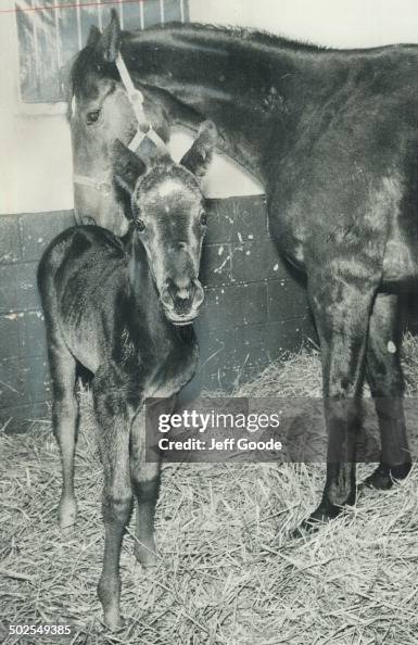 First Secretariat Her pop's secret Ariat. First Secretariat offspring to be eligible ...