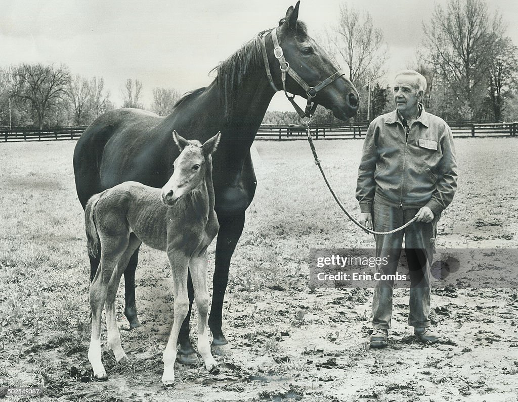 First Secretariat Secretariat Foal stays close to mommy. First Secretariat offspring ...