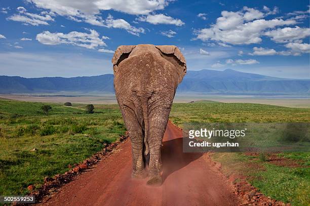 elefante - big bums fotografías e imágenes de stock