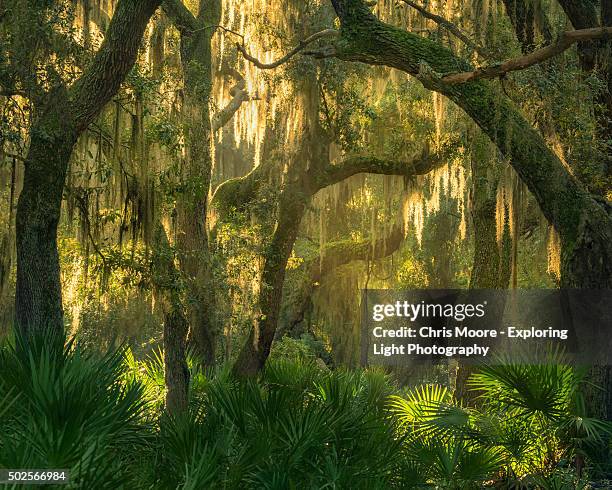 enchanted forest - palmetto stock pictures, royalty-free photos & images