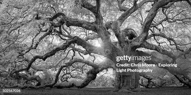 angel oak monochrome - angel oak tree stock-fotos und bilder