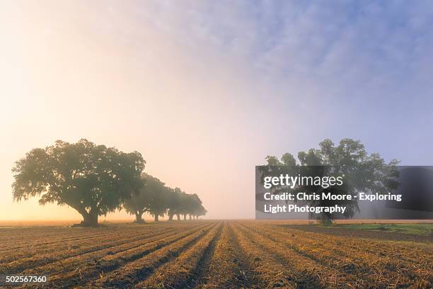 plantation oaks - rio mississipi - fotografias e filmes do acervo