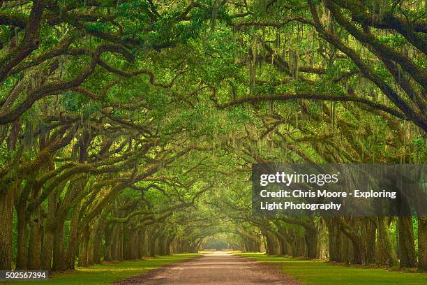 Wormsloe Plantation