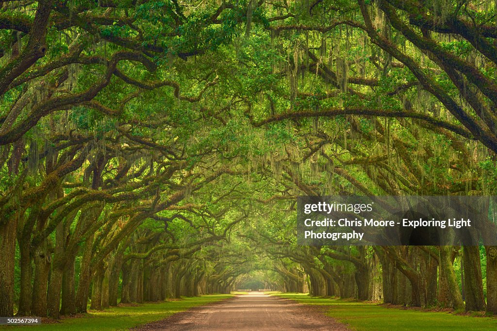 Wormsloe Plantation