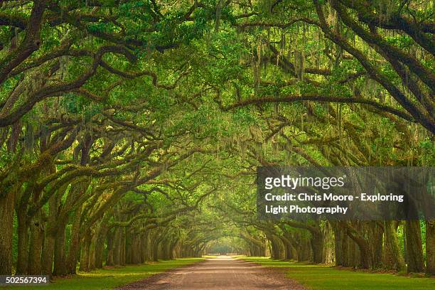 wormsloe plantation - savannah stock pictures, royalty-free photos & images